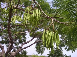 IMG_20150325_144009-1