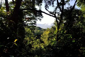 bwindi-impenetrable-forest-355180_1280